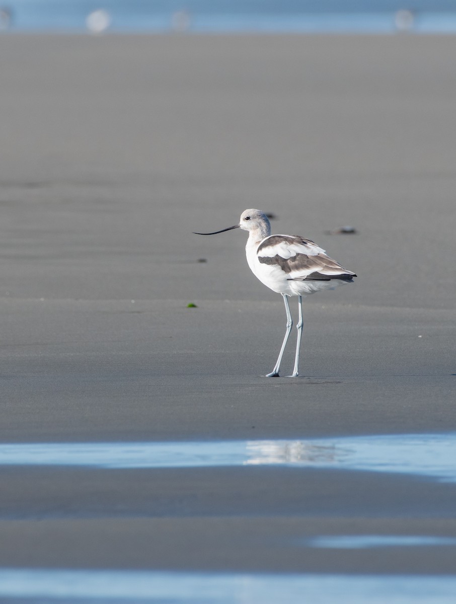 Avoceta Americana - ML623306672