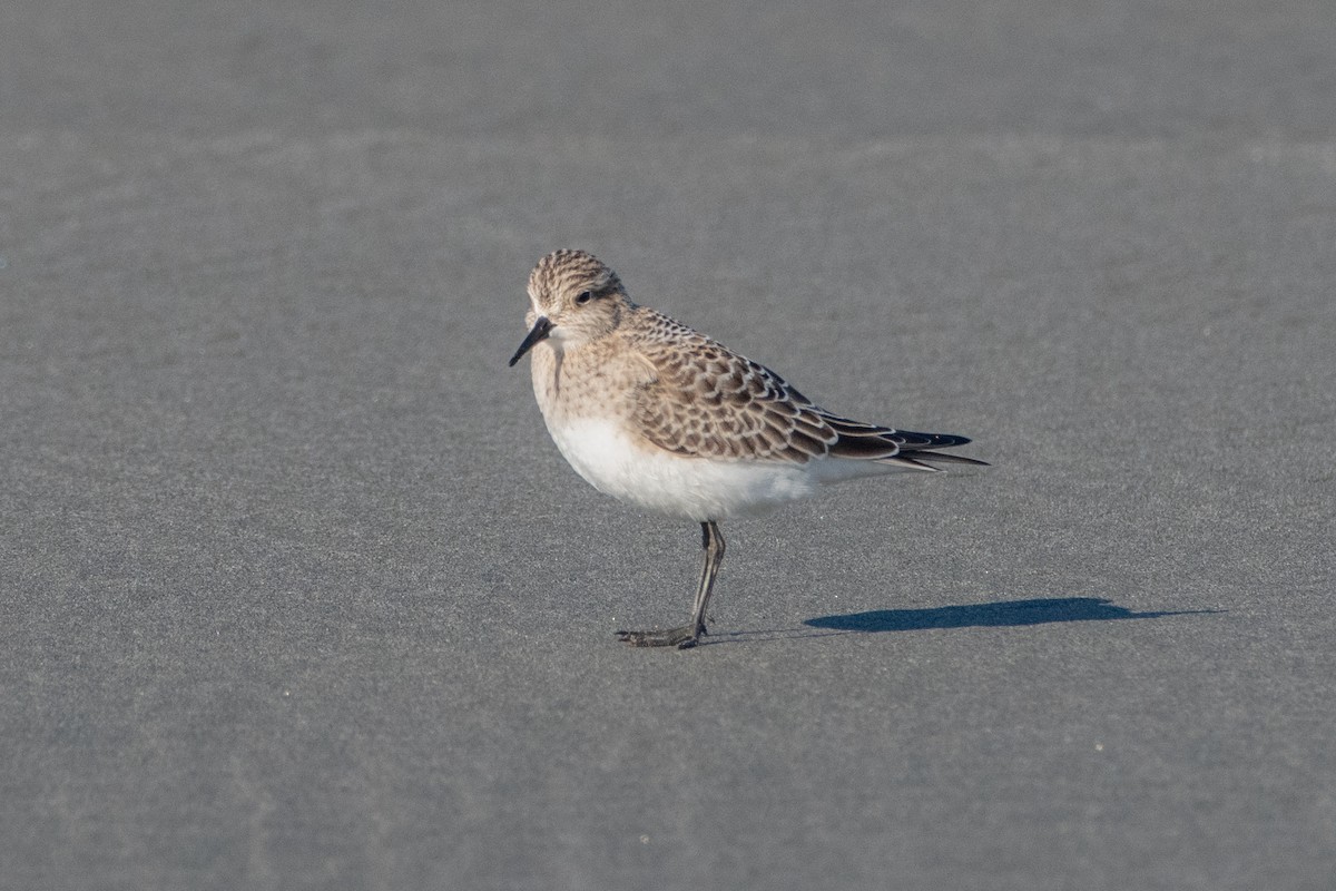 Baird's Sandpiper - ML623306682