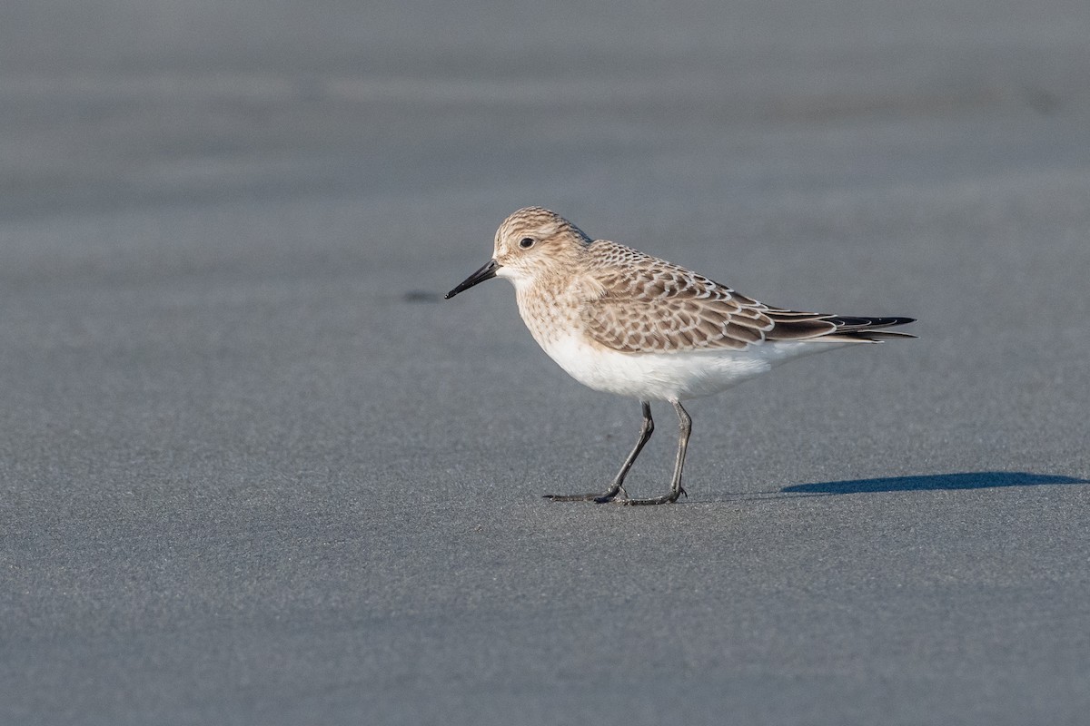 Baird's Sandpiper - ML623306683