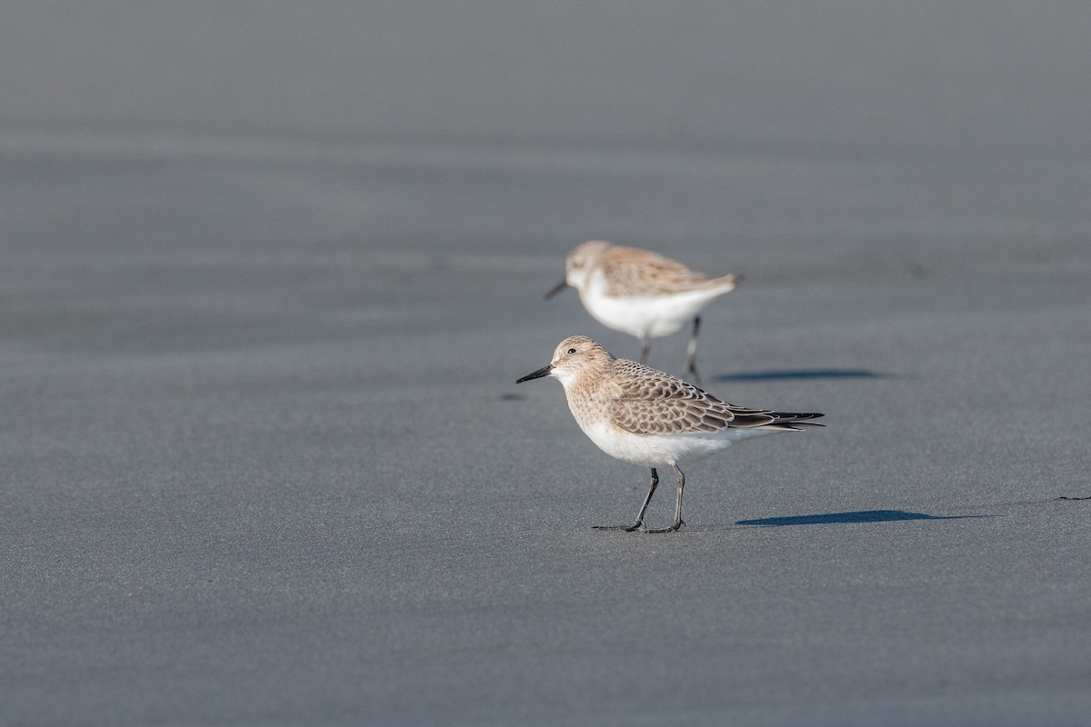 Baird's Sandpiper - ML623306685