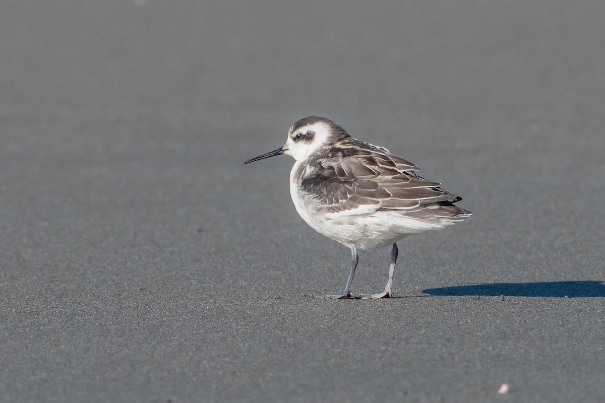 Red-necked Phalarope - ML623306725