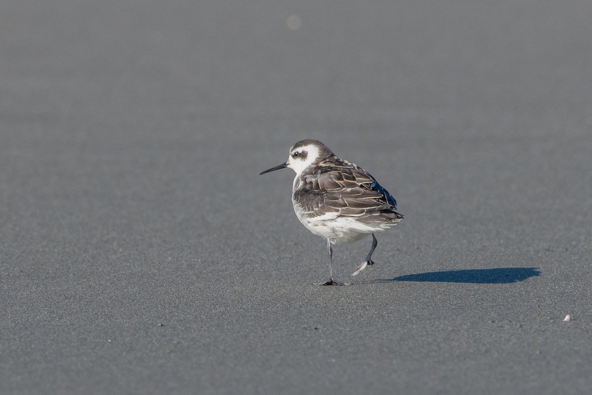 Red-necked Phalarope - ML623306726