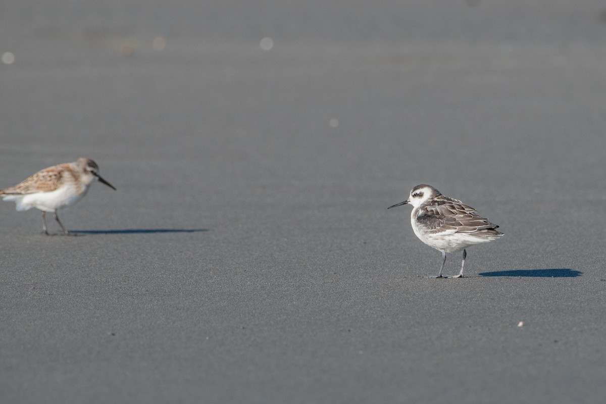 Red-necked Phalarope - ML623306727