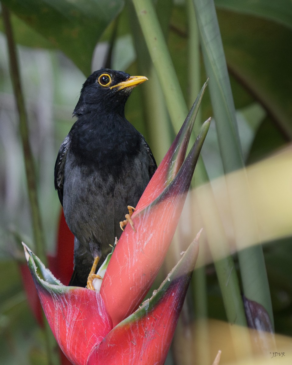 Yellow-legged Thrush - ML623306869