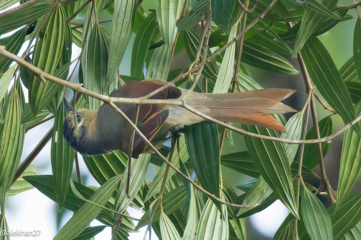 Buff-fronted Foliage-gleaner - ML623306955