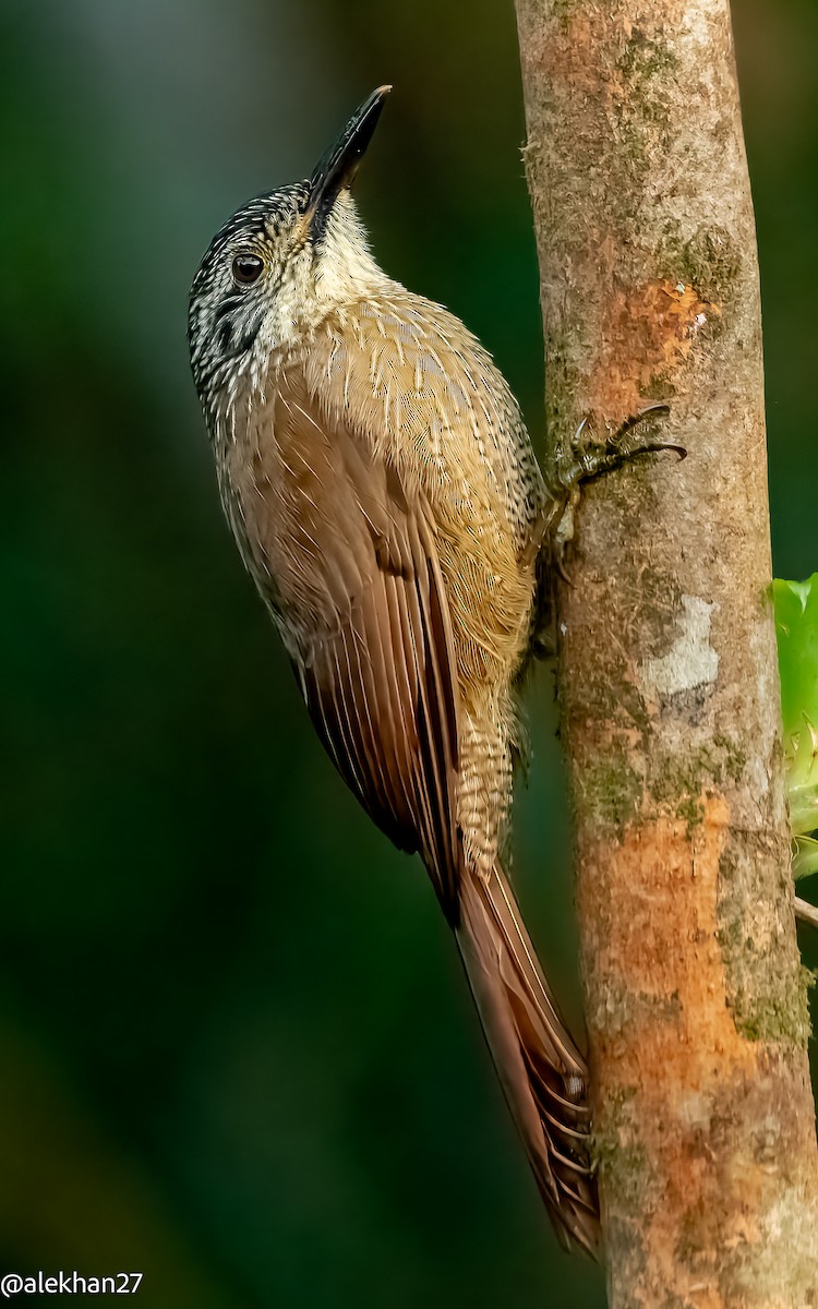 Planalto Woodcreeper - ML623306990