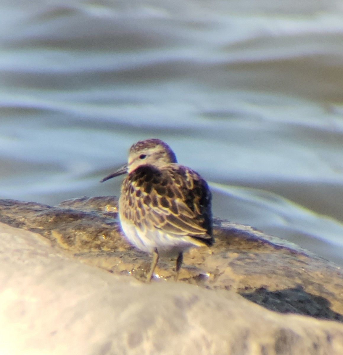 Least Sandpiper - ML623307067