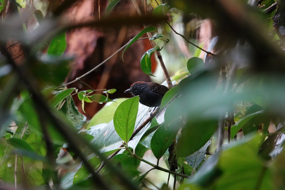 Bicolored Antvireo - ML623307110