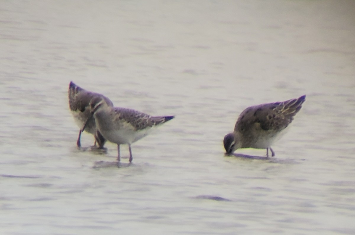 Stilt Sandpiper - ML623307156