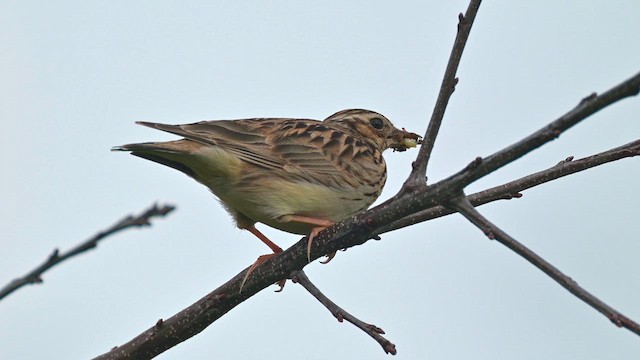 Wood Lark - ML623307188