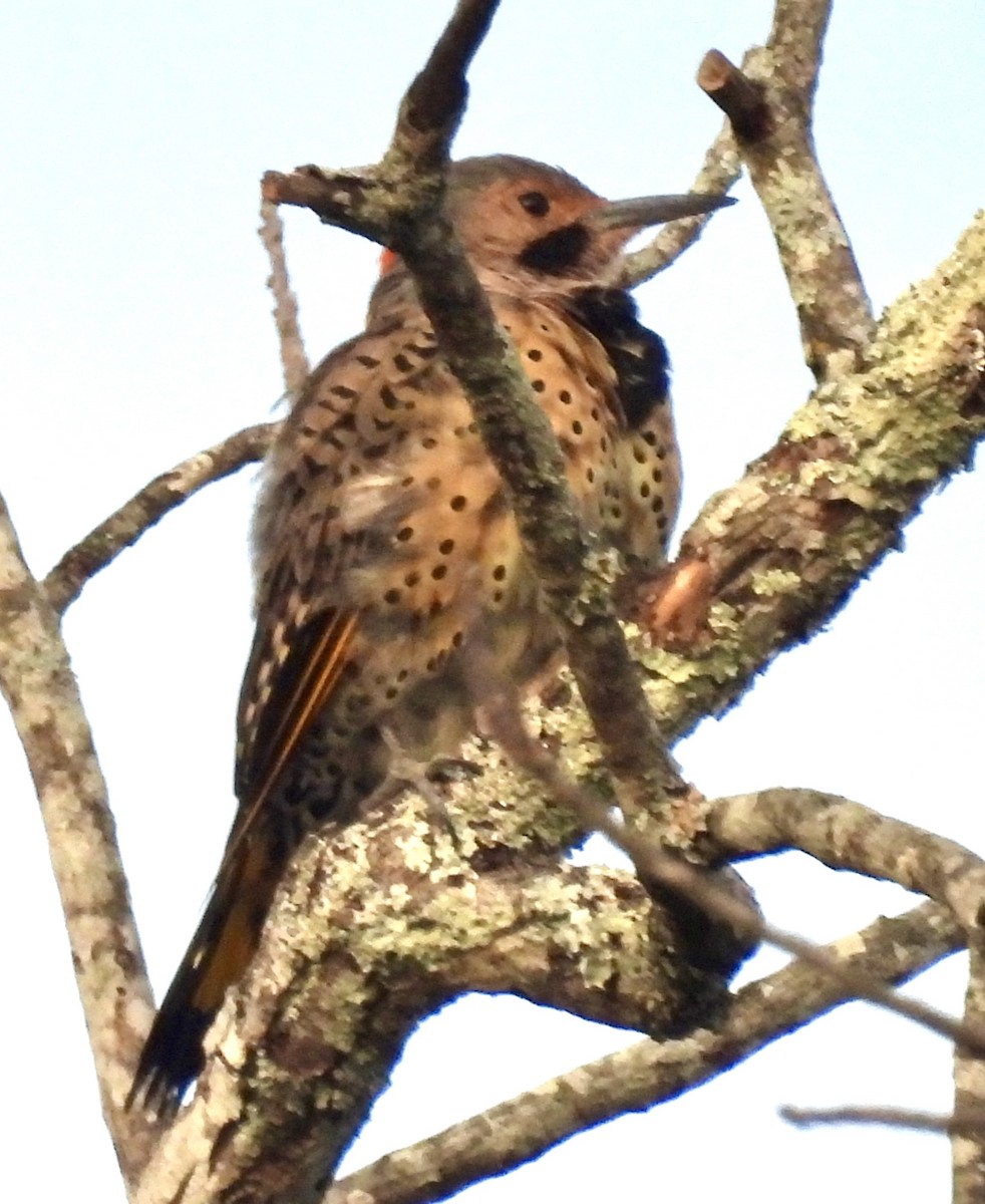 Northern Flicker - ML623307216