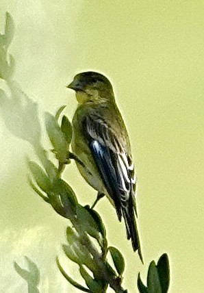 Lesser Goldfinch - ML623307235