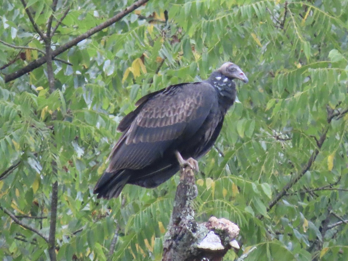 Turkey Vulture (Northern) - ML623307239