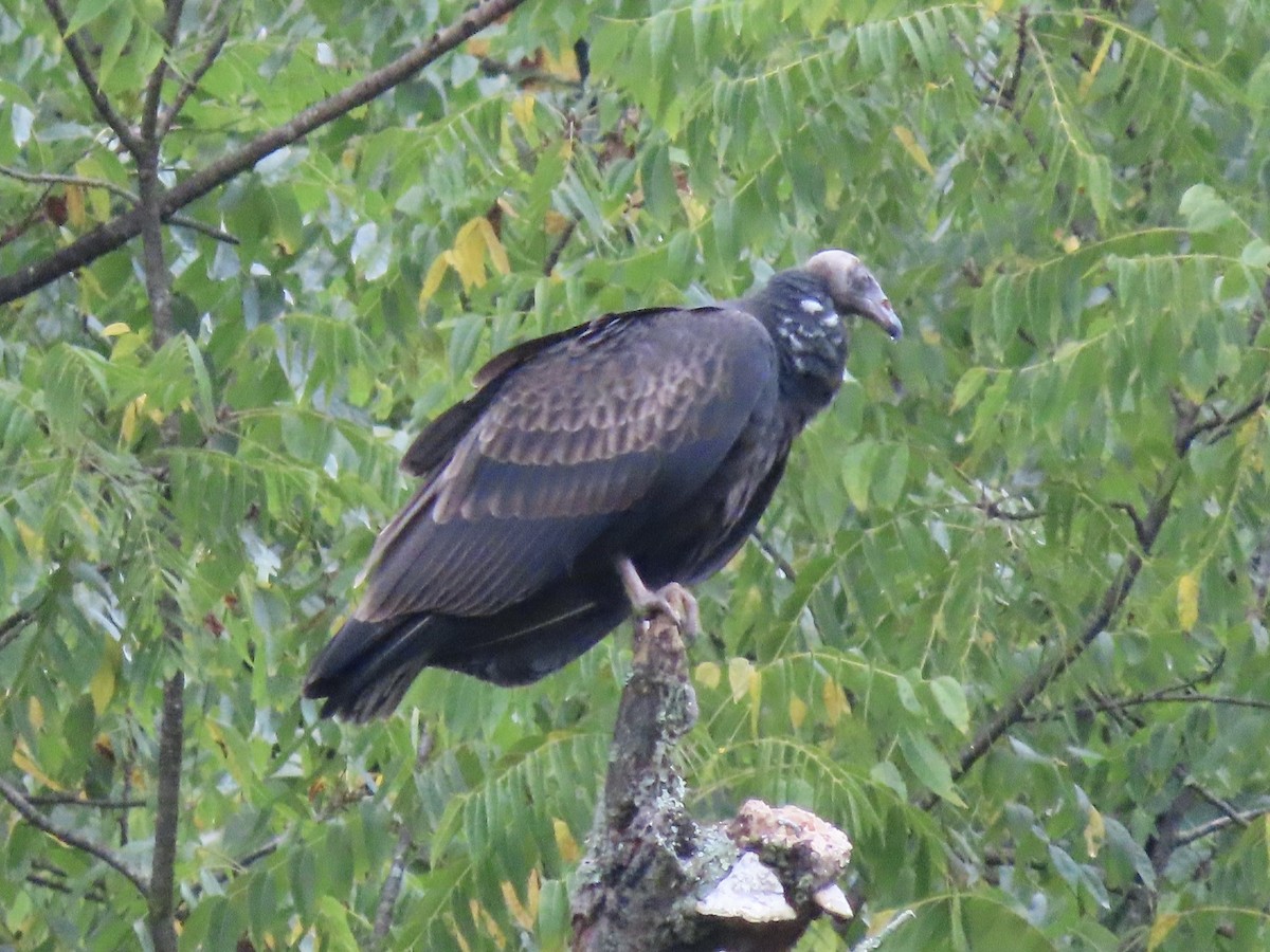 Turkey Vulture (Northern) - ML623307240