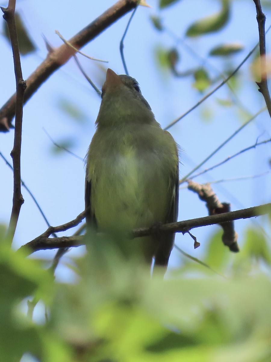 Acadian Flycatcher - ML623307267