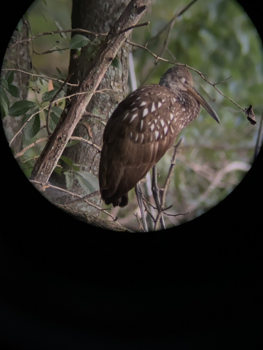 Limpkin - ML623307268