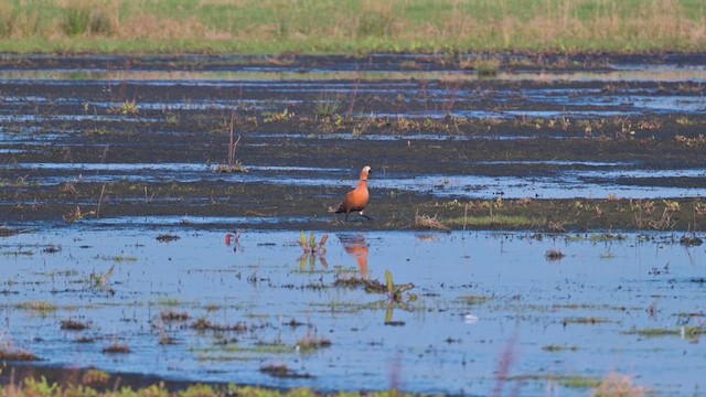 Ruddy Shelduck - ML623307288