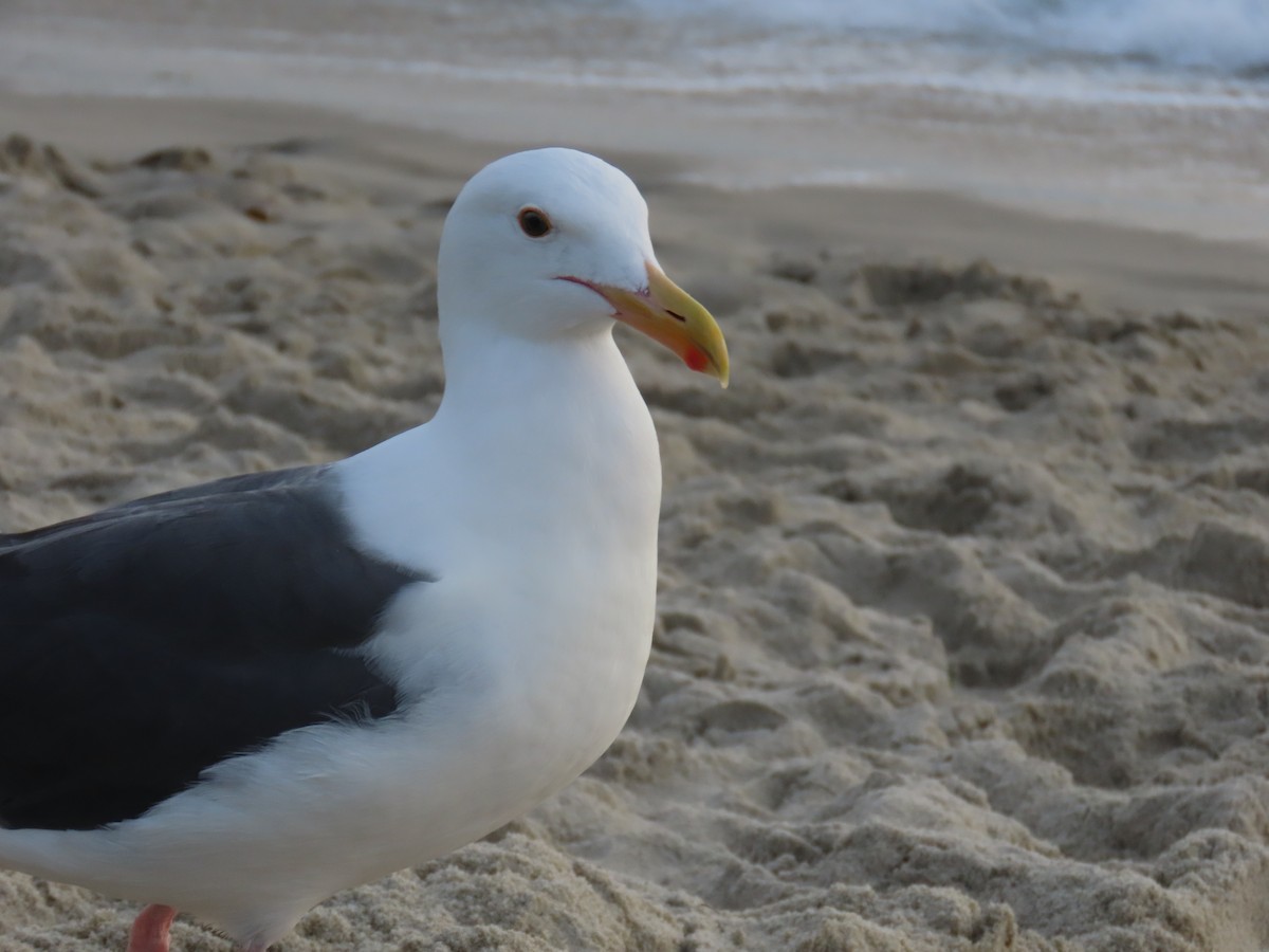 Western Gull - ML623307290