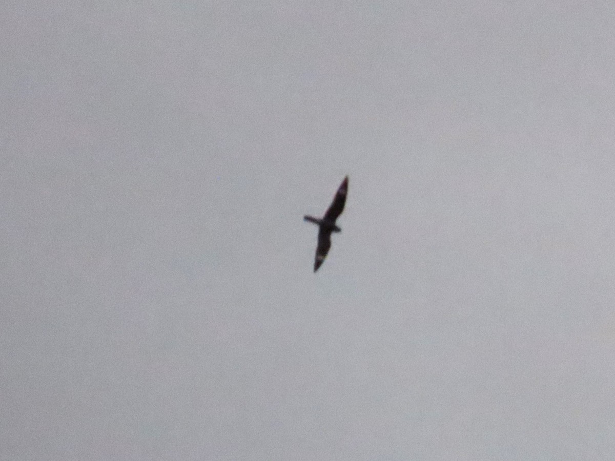 Common Nighthawk - ML623307322