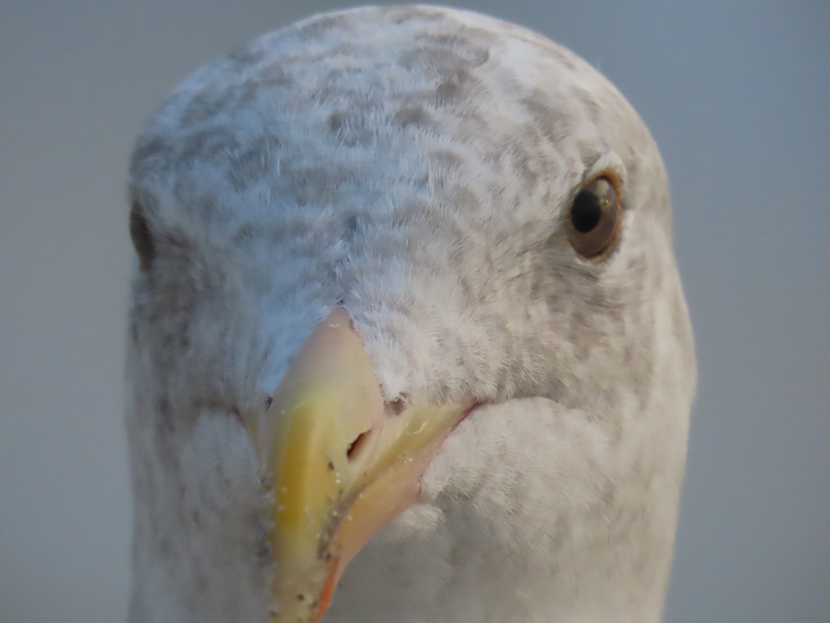 Western Gull - ML623307336