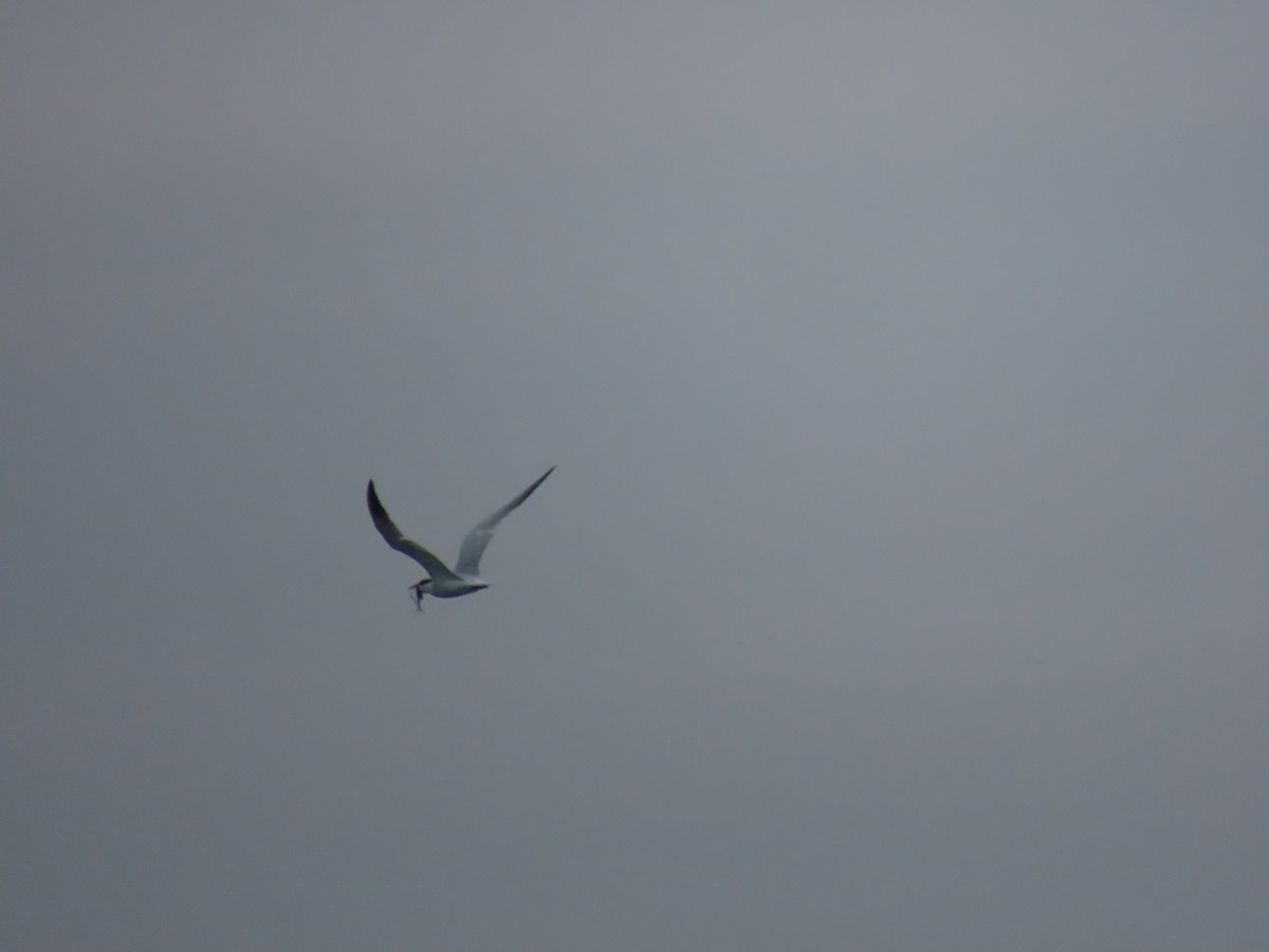 tern sp. - Laura Hasty