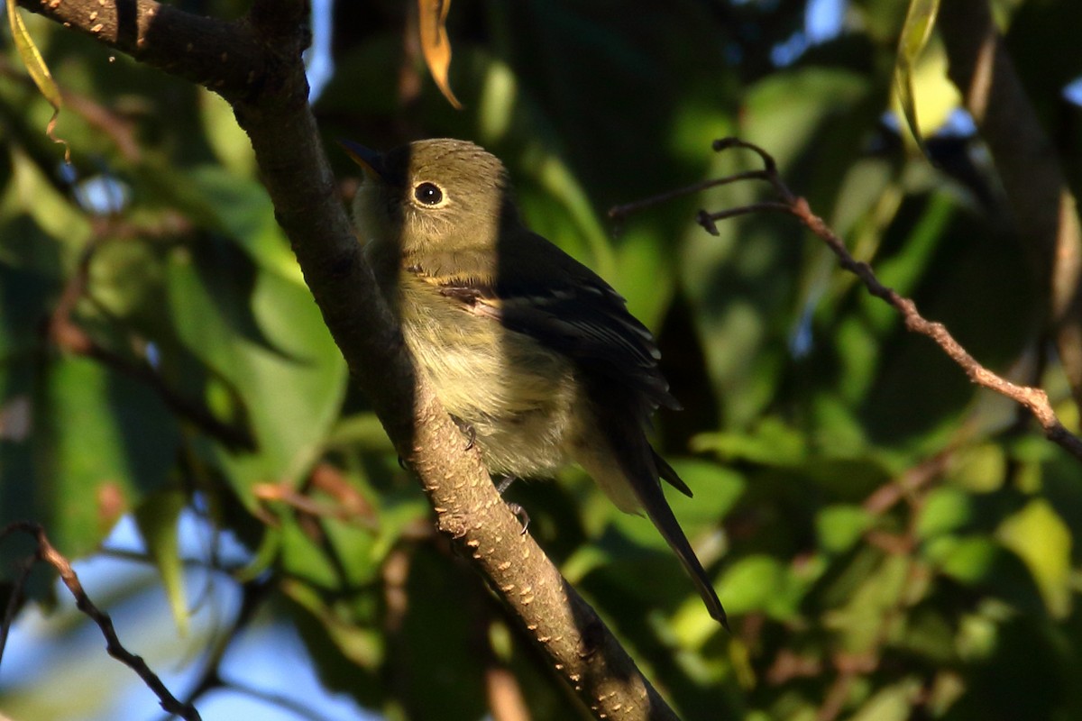 Least Flycatcher - ML623307451