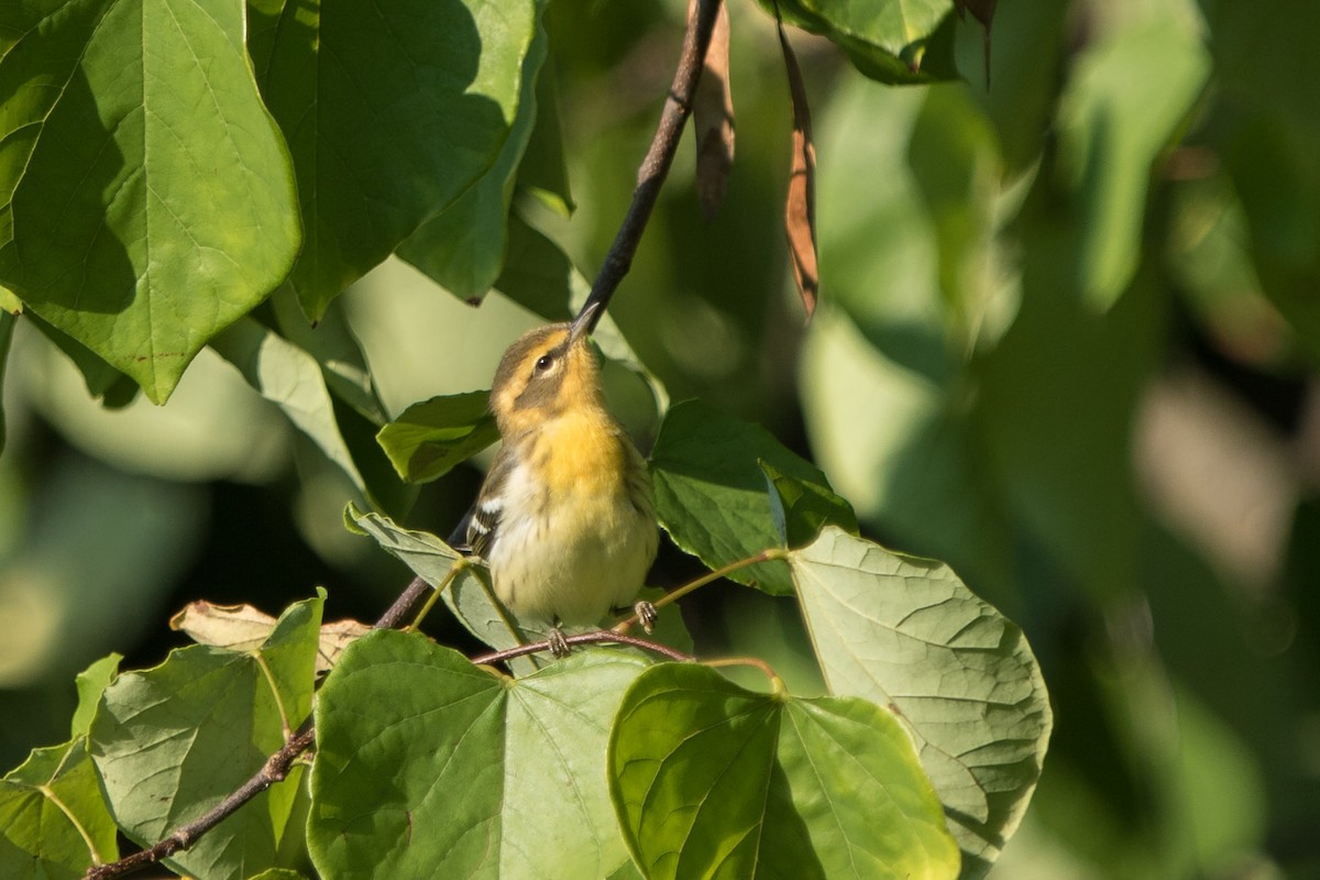 Blackburnian Warbler - ML623307455