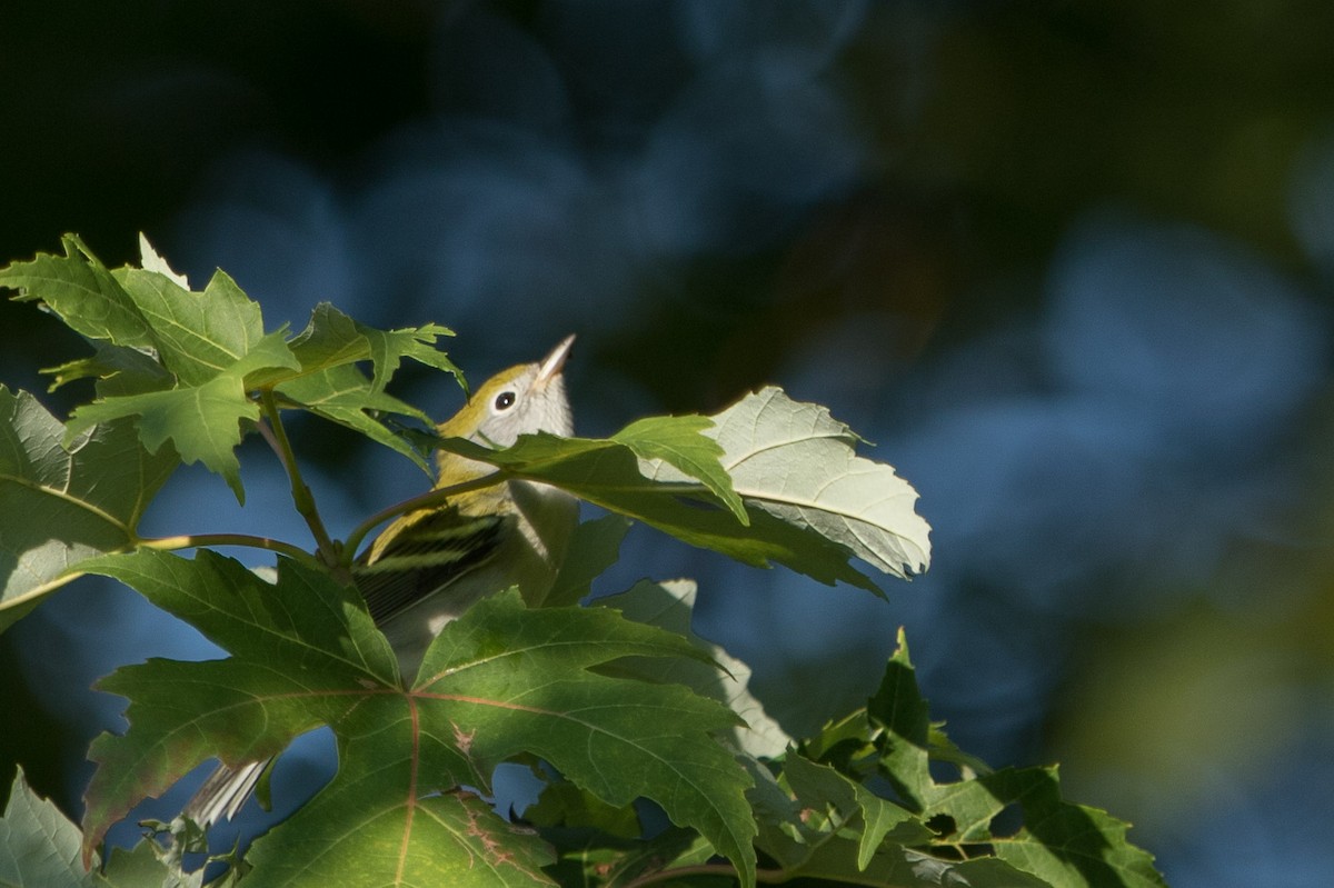 Chestnut-sided Warbler - ML623307462