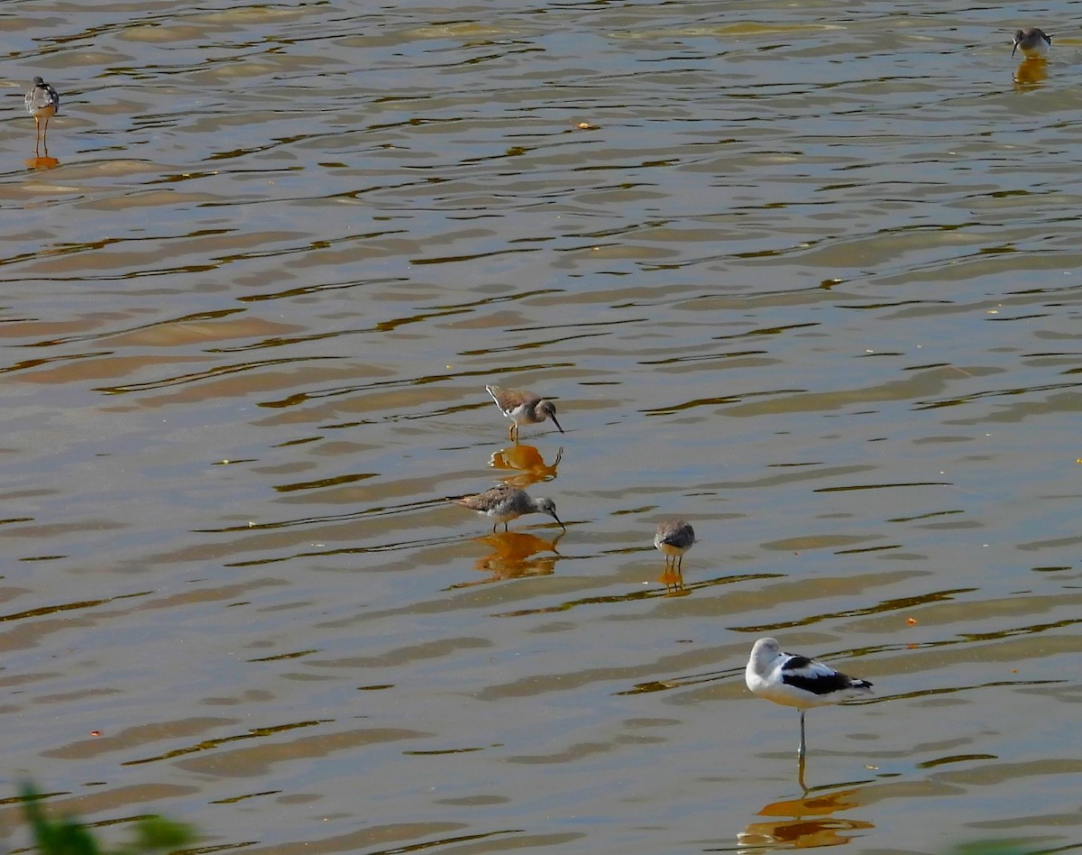 Avoceta Americana - ML623307470