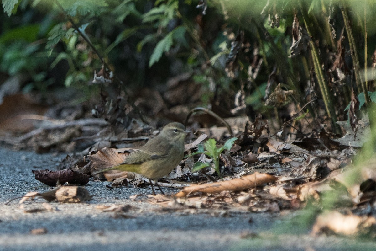 Palm Warbler (Western) - ML623307475