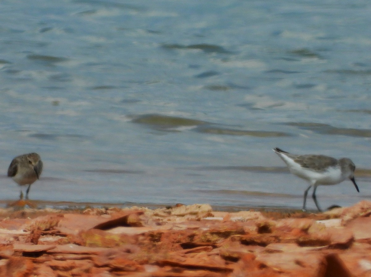 Bergstrandläufer - ML623307490