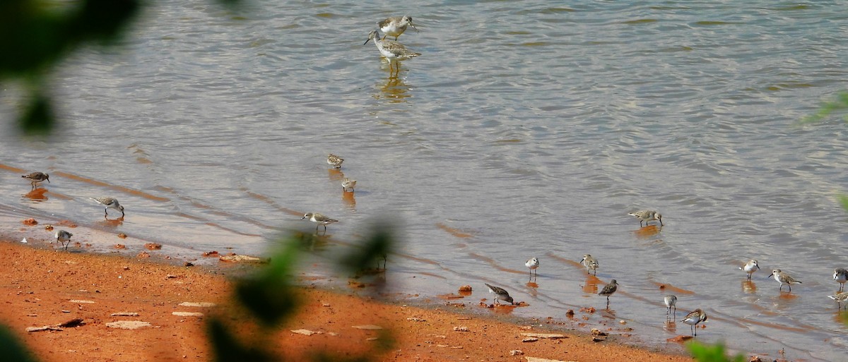 Semipalmated Sandpiper - ML623307498