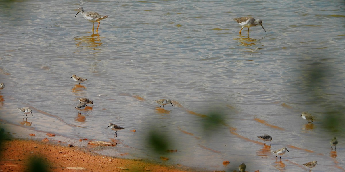 Semipalmated Sandpiper - ML623307501