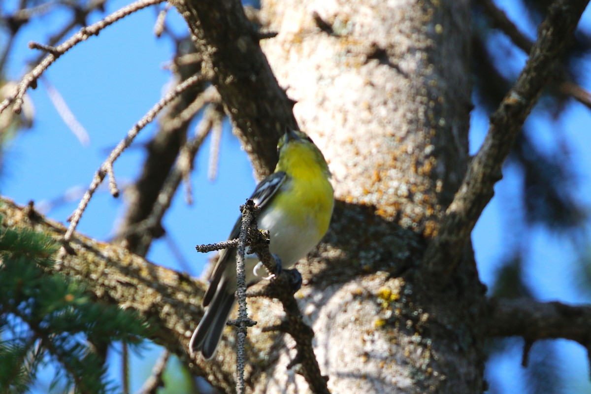 Yellow-throated Vireo - ML623307514