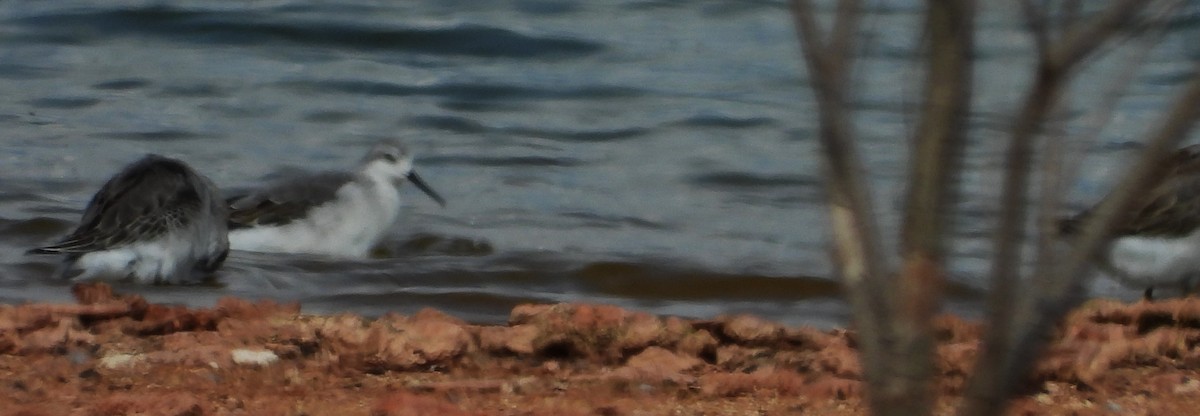 Wilson's Phalarope - ML623307525