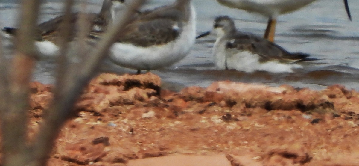 Wilson's Phalarope - ML623307526