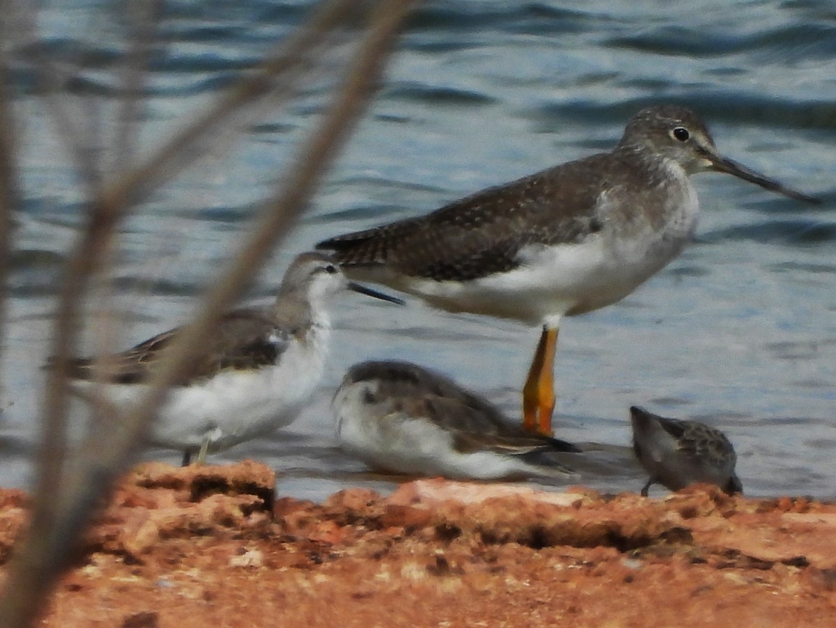 Falaropo Tricolor - ML623307527