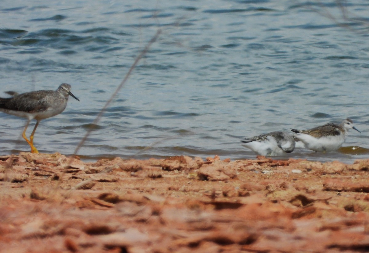 Wilson's Phalarope - ML623307529