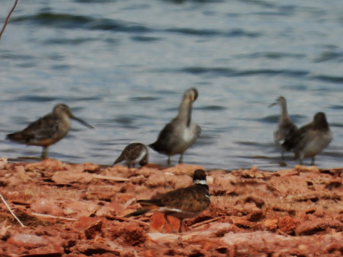 Long-billed Dowitcher - ML623307536