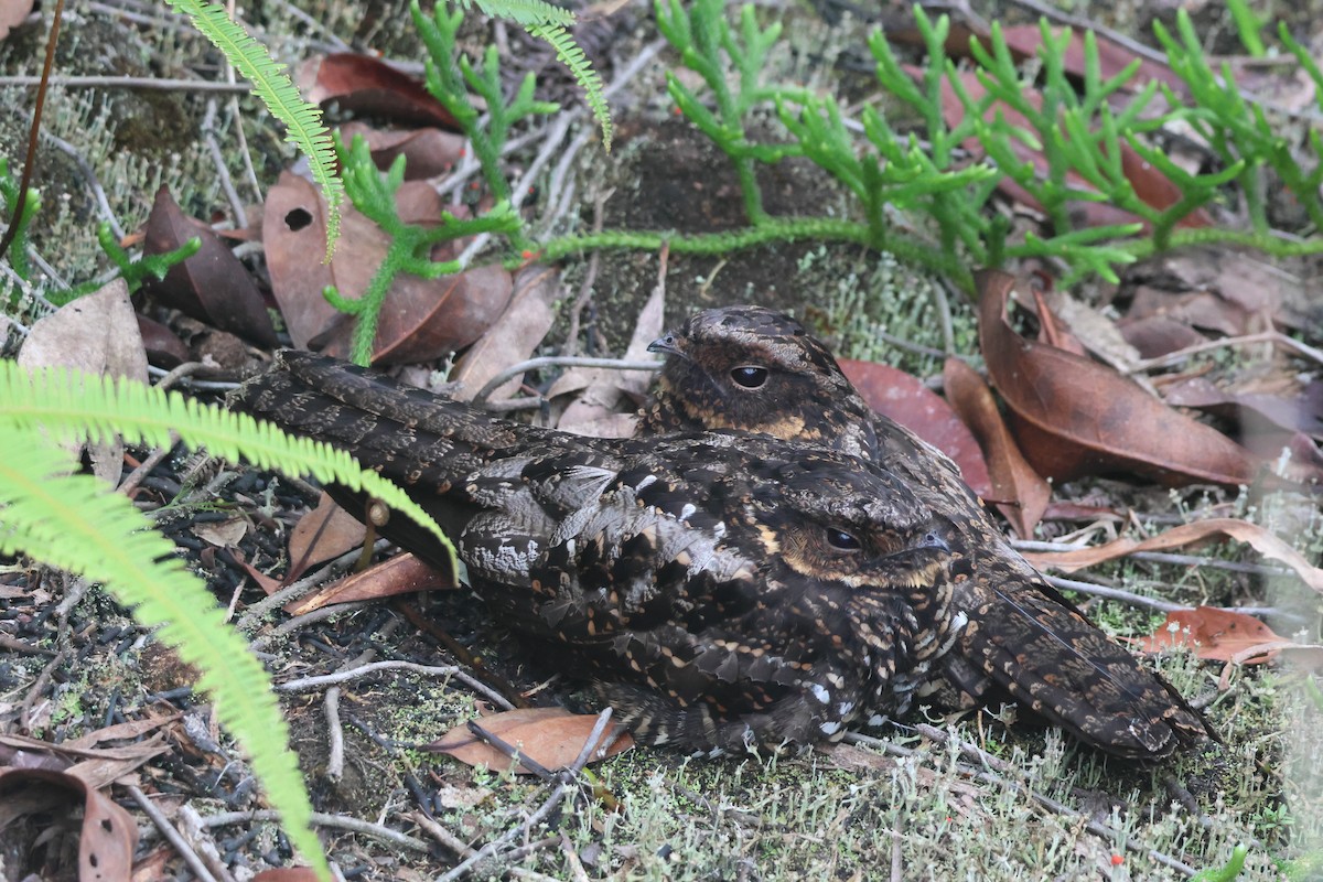 Diabolical Nightjar - ML623307574