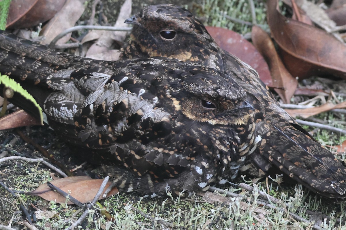 Diabolical Nightjar - ML623307576