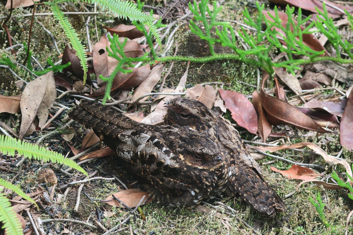 Diabolical Nightjar - ML623307578