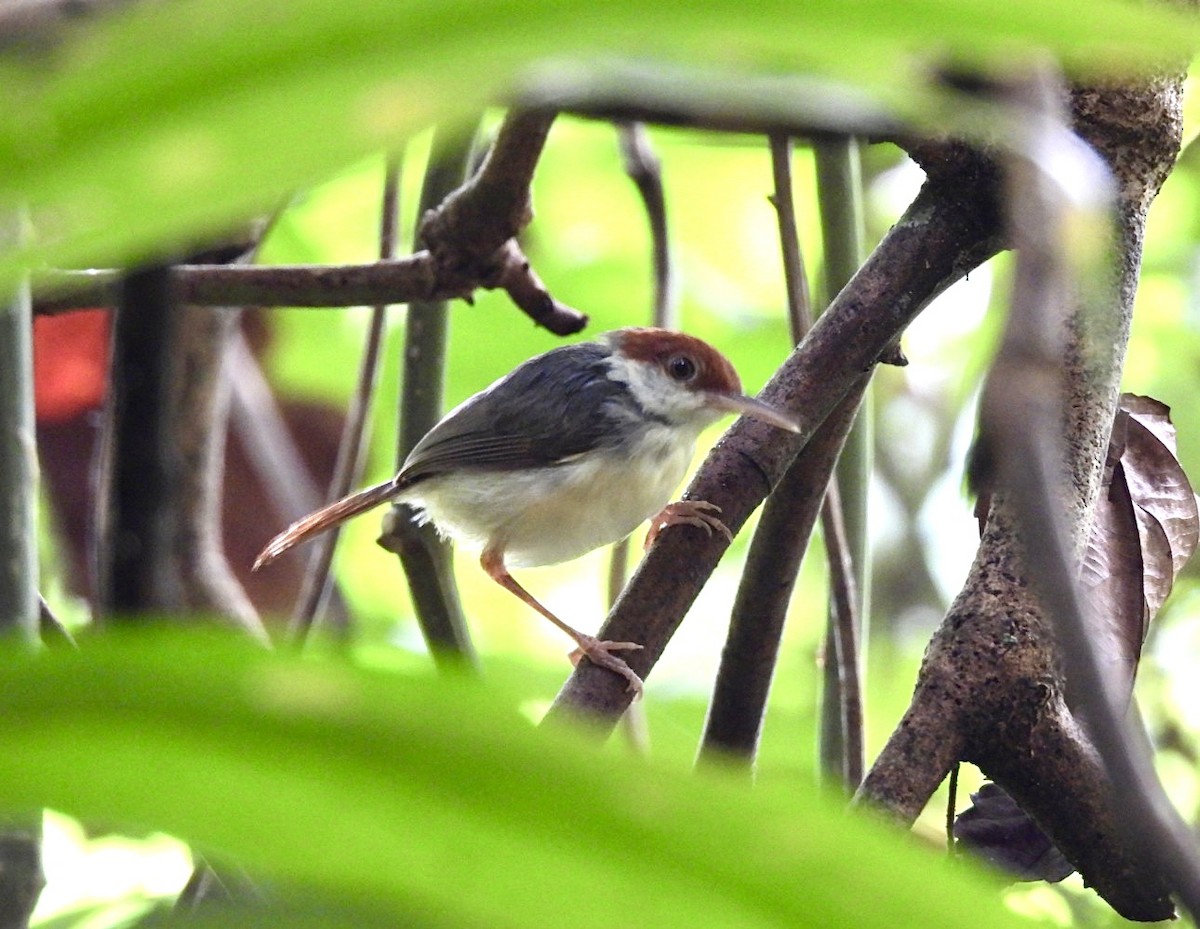 Rufous-tailed Tailorbird - ML623307666