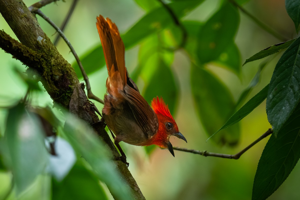 Crested Ant-Tanager - ML623307677