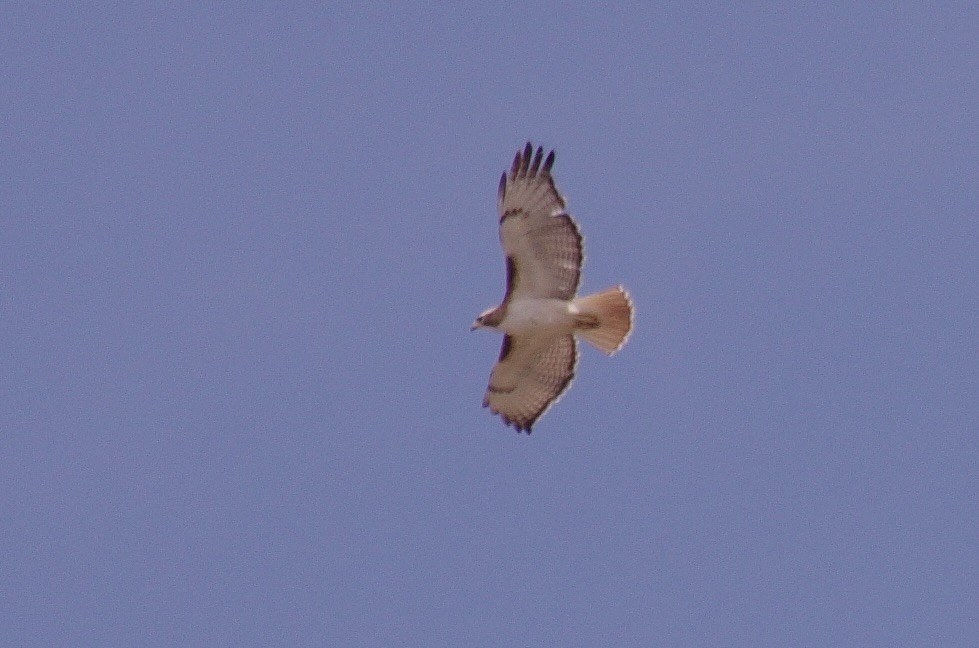 Red-tailed Hawk - ML623307679