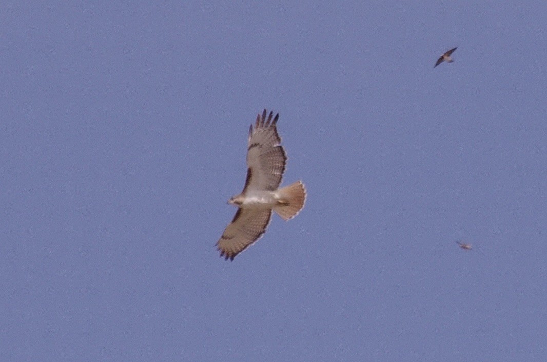 Red-tailed Hawk - ML623307680