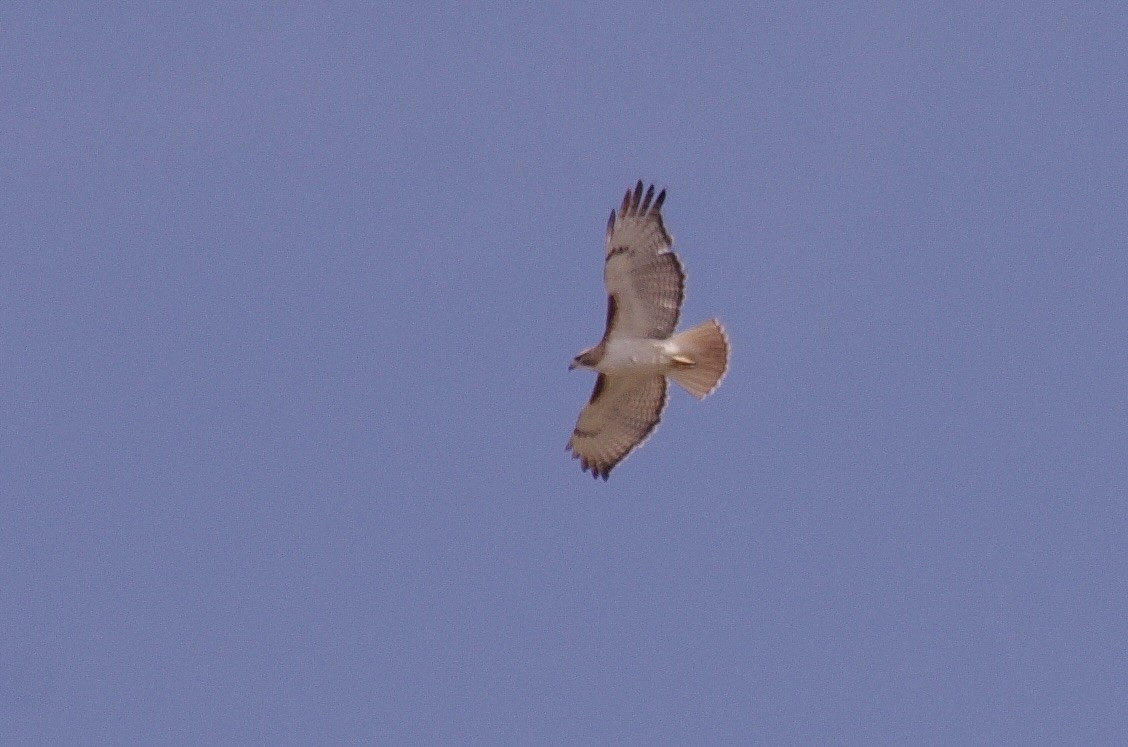 Red-tailed Hawk - ML623307681