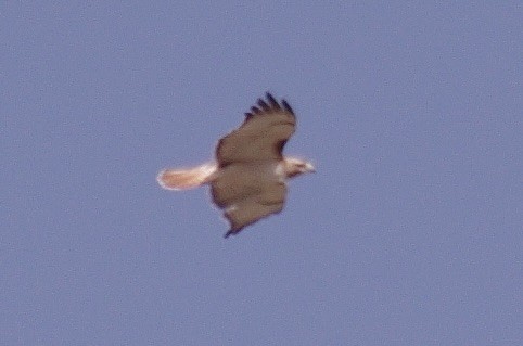 Red-tailed Hawk - ML623307682