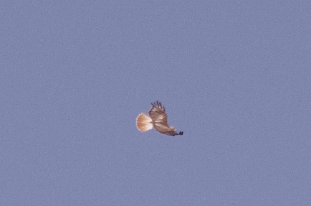 Red-tailed Hawk - robert beauchamp