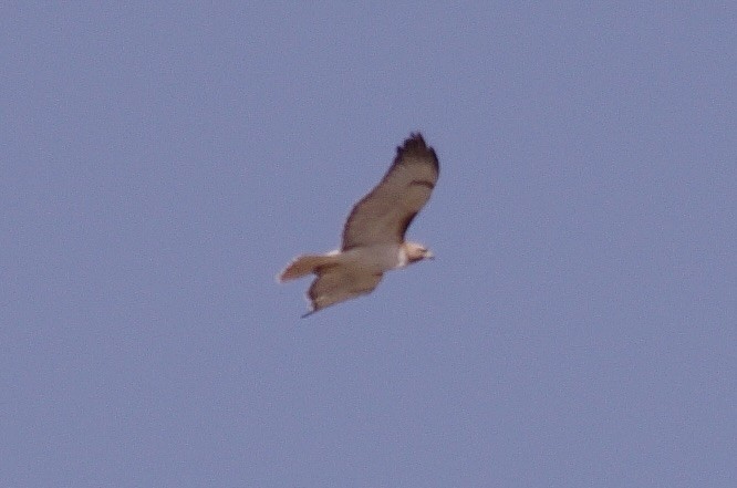 Red-tailed Hawk - ML623307685